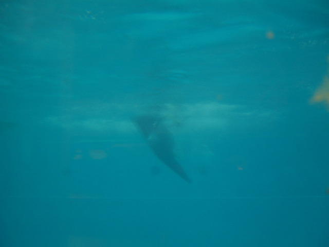DSCF0484.jpg