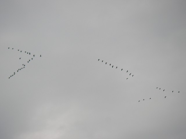 IMGP3726.JPG