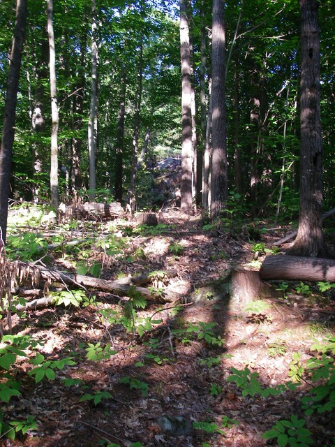 IMGP3575.JPG