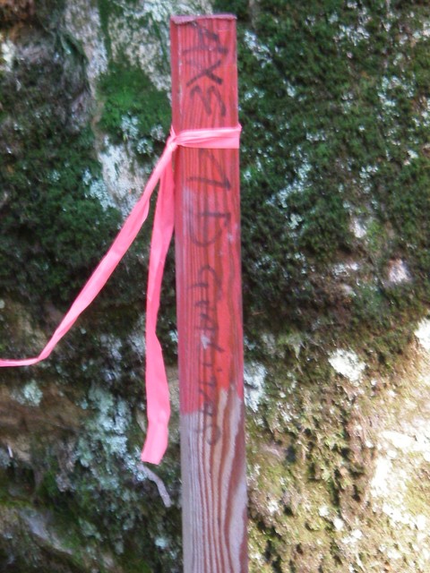 IMGP3582.JPG