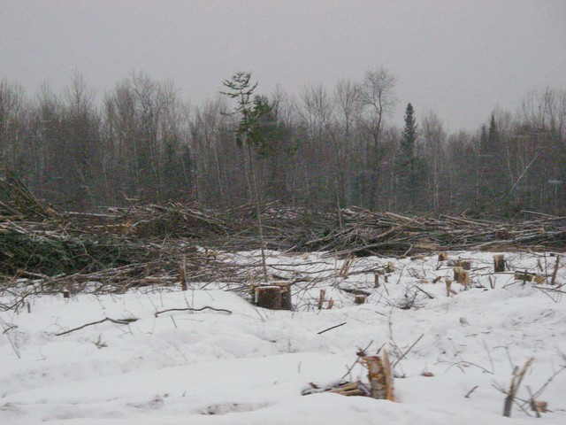 20071227_Coupe-a-Blanc_013.JPG