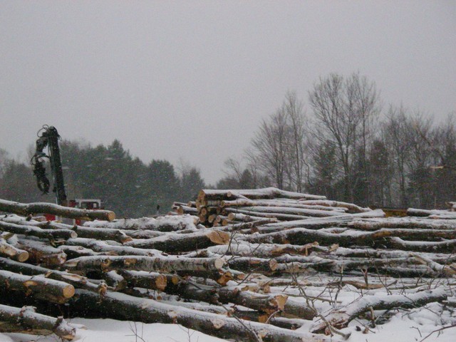 20071227_Coupe-a-Blanc_014.JPG
