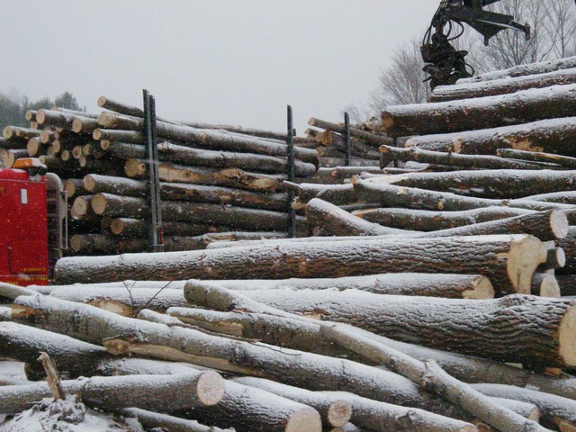 20071227_Coupe-a-Blanc_015.JPG