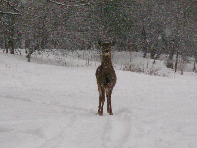 20071227_Coupe-a-Blanc_039.JPG