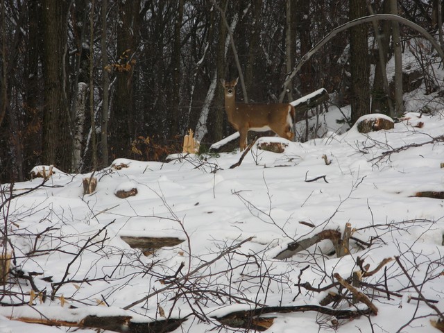 20080119__RivRouge_005.JPG