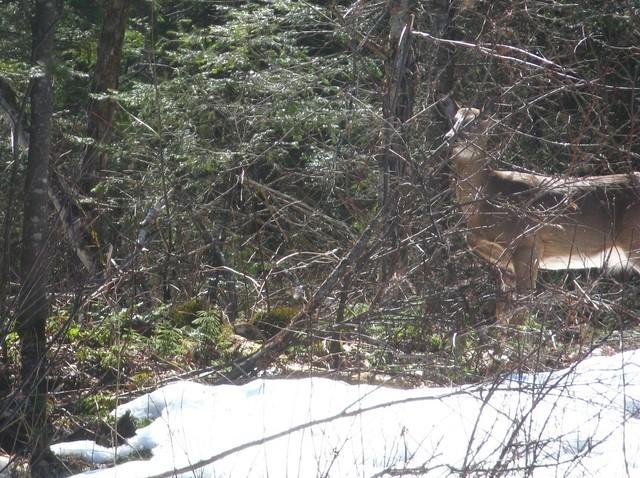 20090413_Diable_013a.jpg