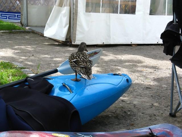 20090522_FestivalPleinAir_004.JPG