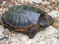 PICT0951.jpg