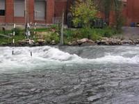 20051016_Valleyfield_0023.JPG