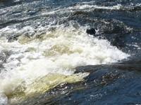 20060617_SauvetageRiviere_074.JPG