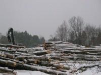 20071227_Coupe-a-Blanc_014.JPG