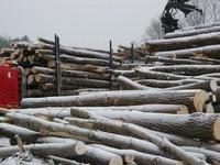 20071227_Coupe-a-Blanc_015.JPG