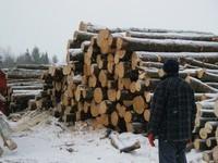 20071227_Coupe-a-Blanc_017.JPG
