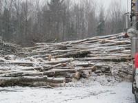 20071227_Coupe-a-Blanc_018.JPG