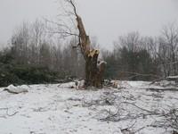 20071227_Coupe-a-Blanc_025.JPG