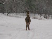 20071227_Coupe-a-Blanc_039.JPG
