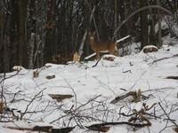 20080119__RivRouge_005.JPG