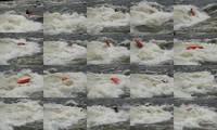 20090516_RougeCanyon_087.jpg