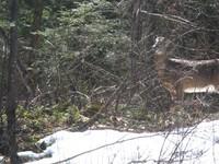 20090413_Diable_013a.jpg