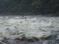 20090711_Jamboree_037.JPG
