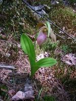11-flore_1.jpg