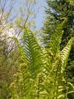 30-flore_4.jpg